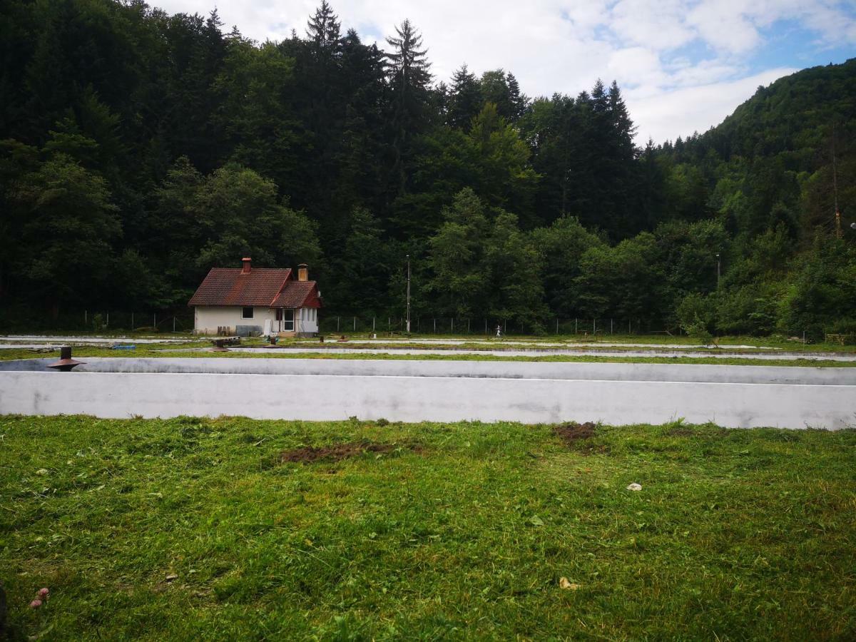 Floarea Reginei Ξενοδοχείο Statiunea Climaterica Sambata Εξωτερικό φωτογραφία