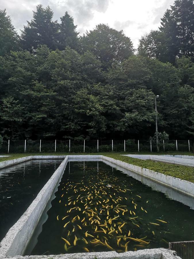 Floarea Reginei Ξενοδοχείο Statiunea Climaterica Sambata Εξωτερικό φωτογραφία